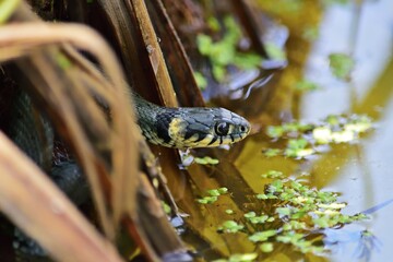 Ringelnatter (Natrix natrix)