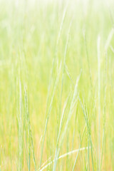 爽やかな新緑の背景素材