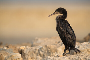 Socotra cormorant on limestone rock in the morning, Bahrain