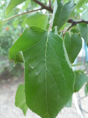 leaf