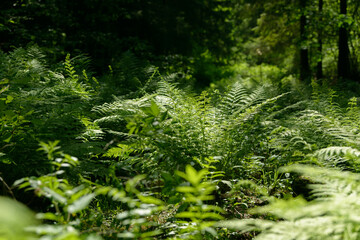 Fern leaf growing in nature. Leaves and stem of fern foliage in the forest. Medicinal wild perennial plant.