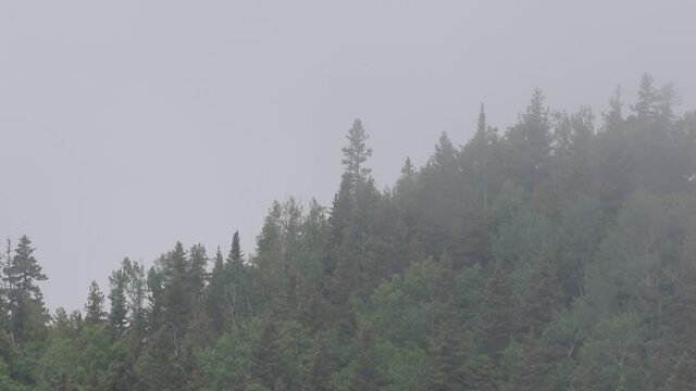 brouillard sur la for&ecirc;t