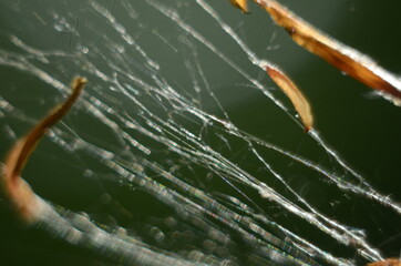 Spider web with dew drops on a dark background. Insect in the wildlife. The spider weaves a round coot. Macro (closeup) photo of an insect