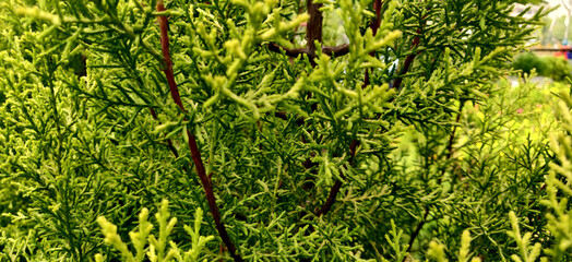 Green thuja leaves looking like trees