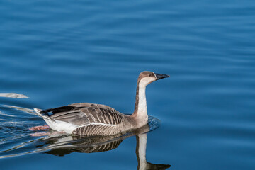 Swan Goose (Anser cygnoides) on pond in park