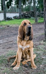 Vertical selective focus shot of a brown bloodhound dog in the park - obrazy, fototapety, plakaty