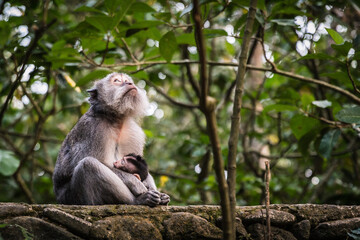 Female long tailed monkey looking into the sky as she holds her baby and breastfeeds it on a wall, UBUD MONKEY FOREST, BALI, INDONESIA