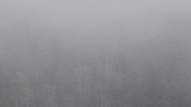 brouillard sur la for&ecirc;t