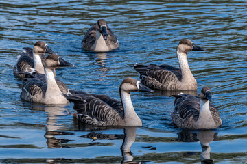 Swan Geese (Anser cygnoides) on pond in park