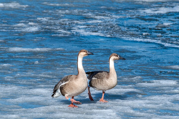 Swan Geese (Anser cygnoides) on pond in park