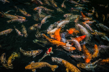 Obraz na płótnie Canvas Big yellow, orange and white carp fish swimming above surface in a pond and hunting for food, TIRTA GANGGA WATER TEMPLE, BALI, INDONESIA