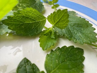 sprigs of fresh green mint on a plate