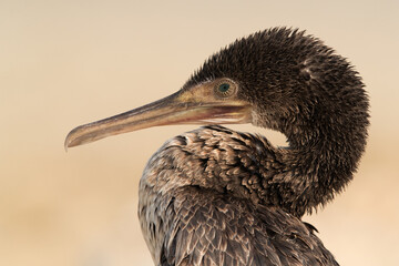 Socotra cormorant portrait, Bahrain
