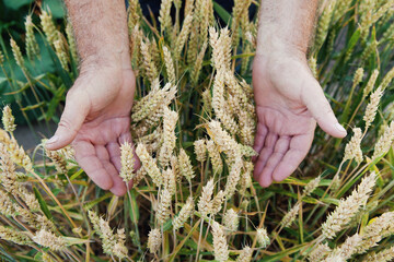 Organic golden ripe ears of wheat in hands of old man in rays of summer sun. Agriculture background.