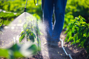 Farmer spraying vegetable green plants in the garden with herbicides, pesticides or insecticides. - obrazy, fototapety, plakaty