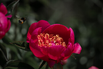 Beautiful pink peonies in the garden.