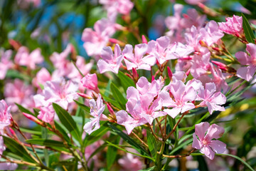 Beautiful pink nerium oleander flowers on bright summer day