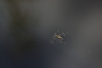 water skater beetle on the surface of the water