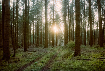 In den Wäldern bei Tostedt