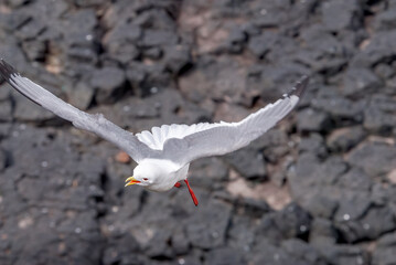 Red-legged Kittiwake (Rissa brevirostris) at St. George Island, Pribilof Islands, Alaska, USA