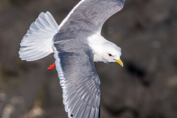 Fototapeta premium Red-legged Kittiwake (Rissa brevirostris) at St. George Island, Pribilof Islands, Alaska, USA