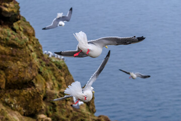 Red-legged Kittiwake (Rissa brevirostris) at St. George Island, Pribilof Islands, Alaska, USA