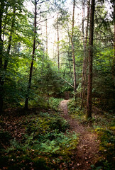 In den Wäldern bei Tostedt