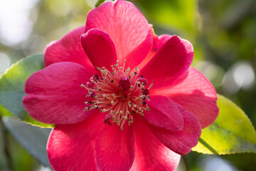 Obraz premium flores coloridas