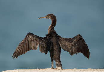 Socotra cormorant drying its wings at Busaiteen coast, Bahrain