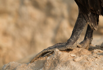 Closeup of leg of Socotra cormorant