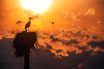 Stork in a nest and flying birds in a sunset sky
