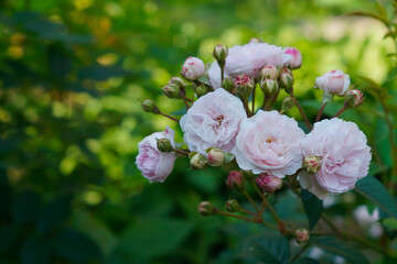 Obraz premium small pink roses