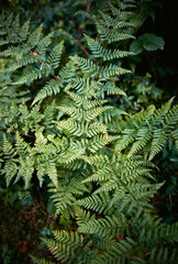 In den Wäldern bei Tostedt