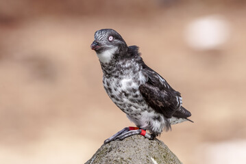 Least Auklet (Aethia pusilla) at St. George Island, Pribilof Islands, Alaska, USA