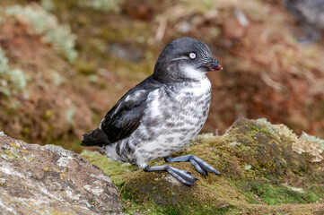 Least Auklet (Aethia pusilla) at St. George Island, Pribilof Islands, Alaska, USA