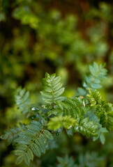 In den Wäldern bei Tostedt