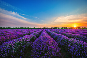 Obraz na płótnie Canvas Lavender flower in the field