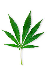 Cannabis, marijuana leaves isolated on white