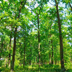 Summer forest and grass plants.
