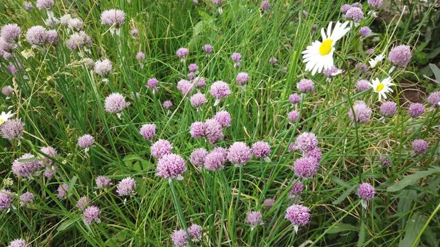 Beautiful pink flowers grow next to the country house