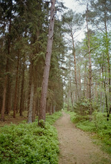 Fototapeta na wymiar In den Wäldern bei Tostedt