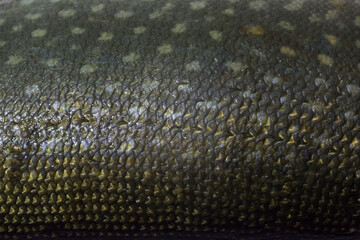 close up of fish scales © Виктория Матвейчук