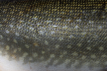 close up of fish scales © Виктория Матвейчук