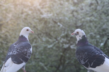 Two pigeons