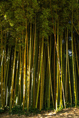 The bamboo forest of the Ninfa gardens, an ancient medieval town located in the province of Latina, Italy.
