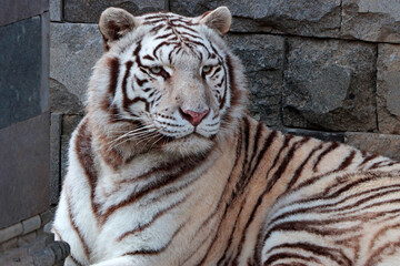 Tigre