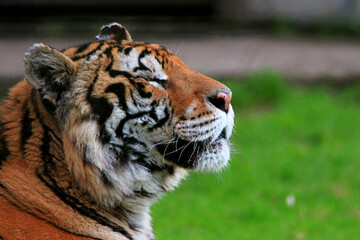 Tigre