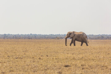 Fototapeta na wymiar A big elephant crossing, Etosha national park, Namibia, Africa