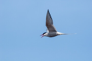 Arctic Tern (Sterna paradisaea) in Barents Sea coastal area, Russia
