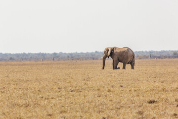 A big elephant crossing, Etosha national park, Namibia, Africa